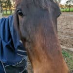 Astro the Disability Support Pony