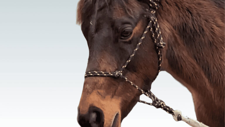 Astro the miniature therapy horse portrait