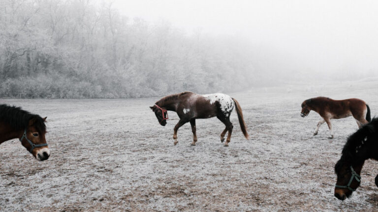 Horse in a misty winter field