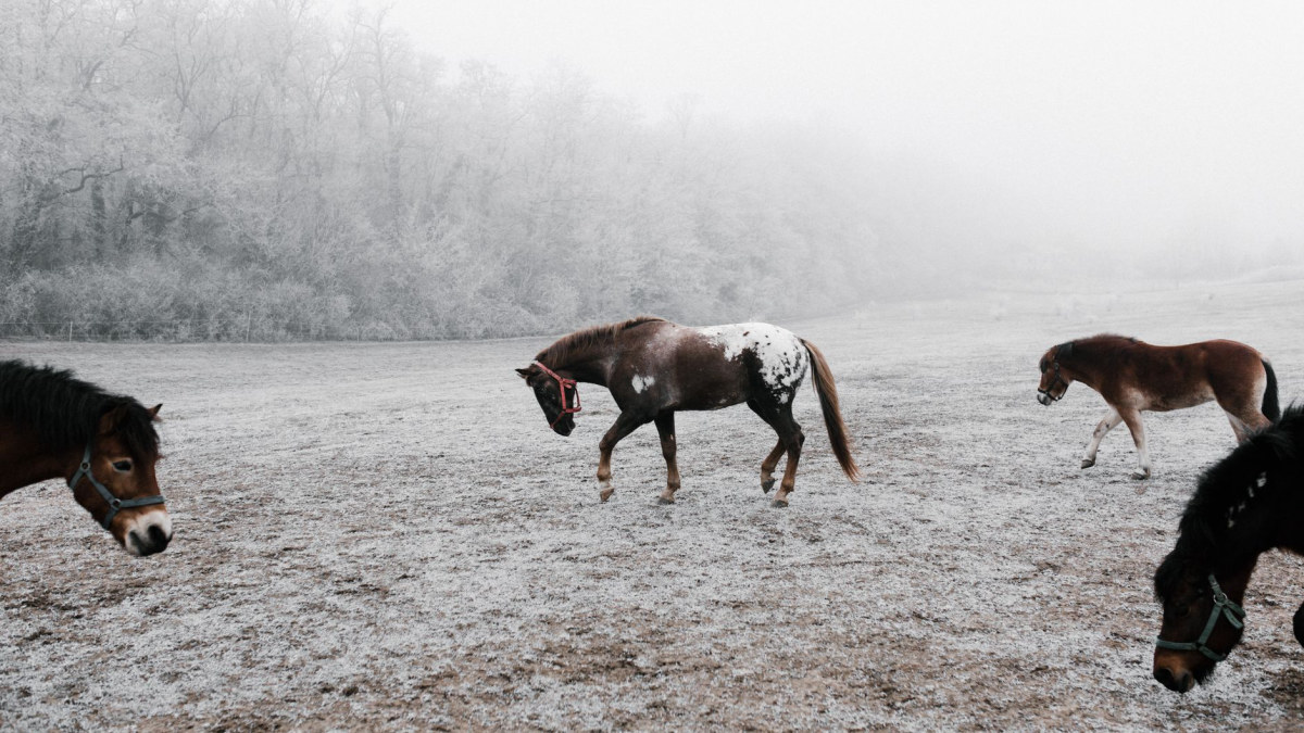 Horse in a misty winter field