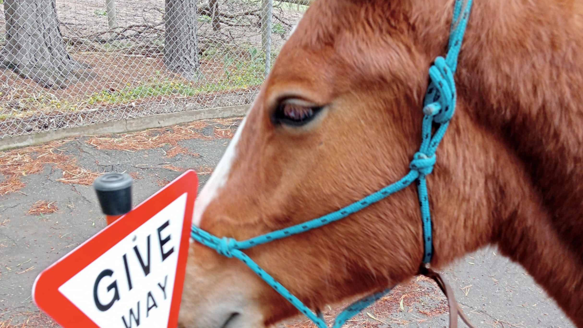 Equine Therapy: Your First Session