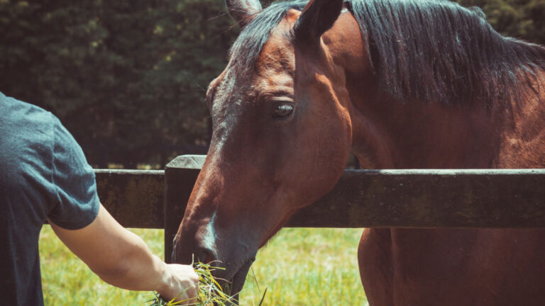Person gently feeding a horse in a field