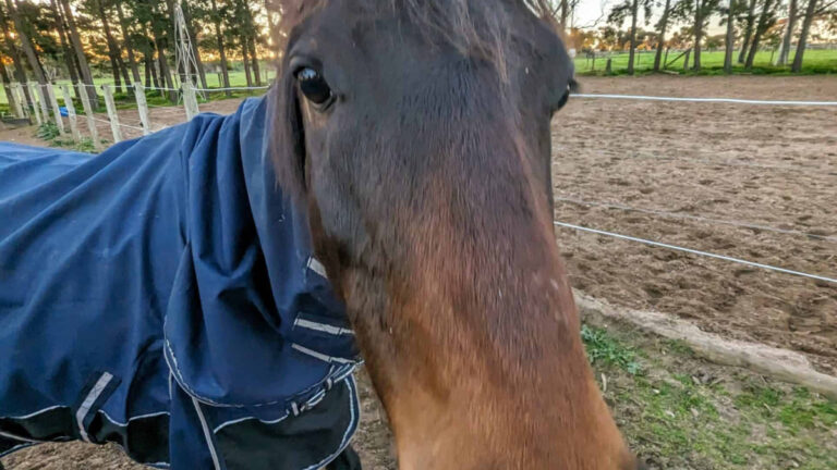 Close-up of Astro the therapy pony outdoors at sunset