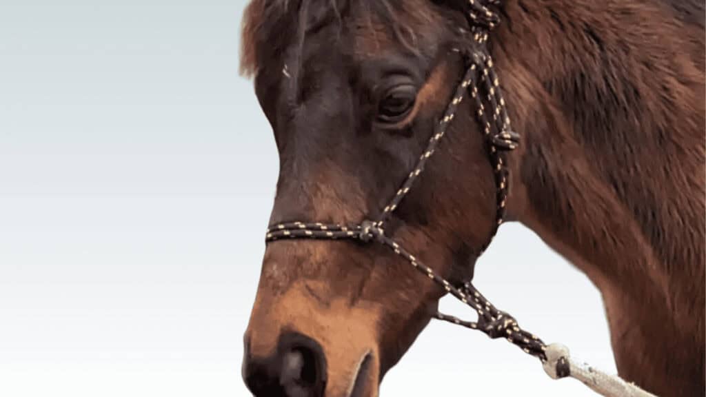 Astro the therapy pony — equine therapy in Adelaide with Heartfelt Support