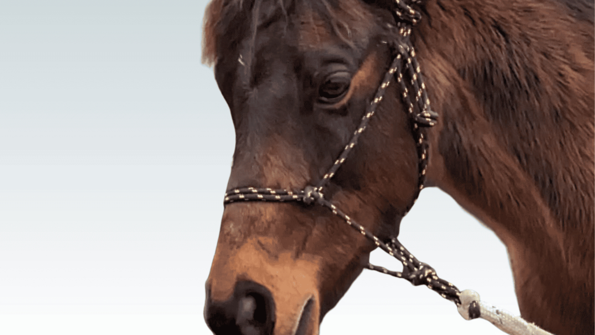 Astro the therapy pony — equine therapy in Adelaide with Heartfelt Support