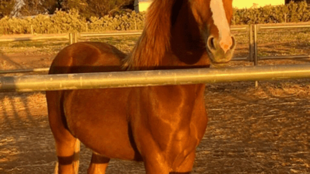 Meet Noddy The Miracle Brumby