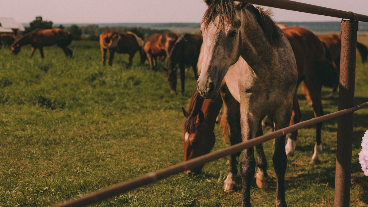 Group of horses grazing in a green paddock