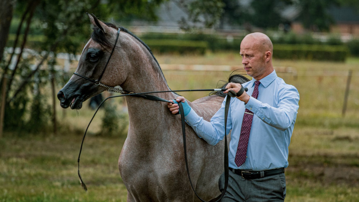 Horse and handler working together in cooperation