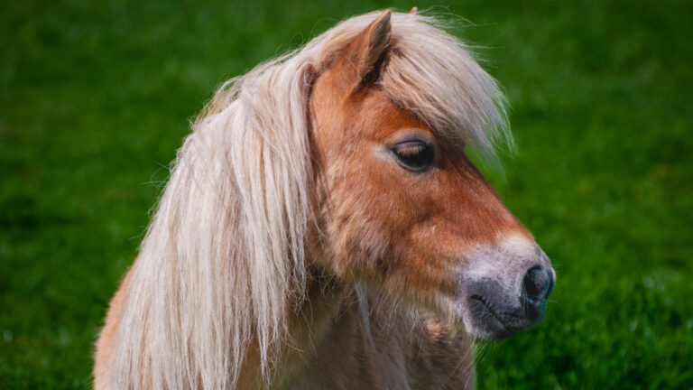Miniature horse portrait in green grass