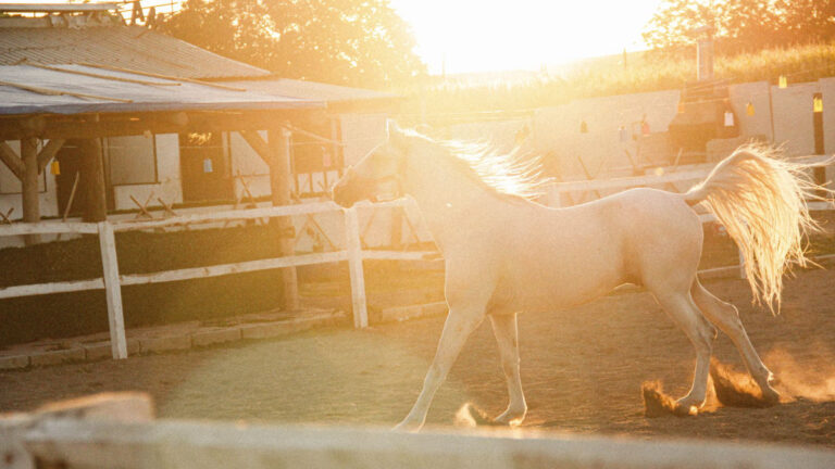 Horse in paddock in golden morning light