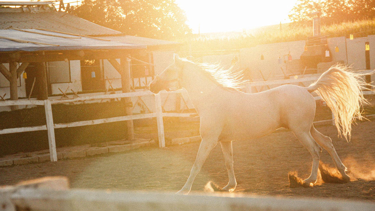 Horse in paddock in golden morning light