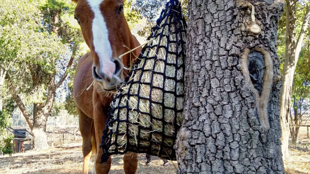 Why Equine Therapy Is So Popular in Australia