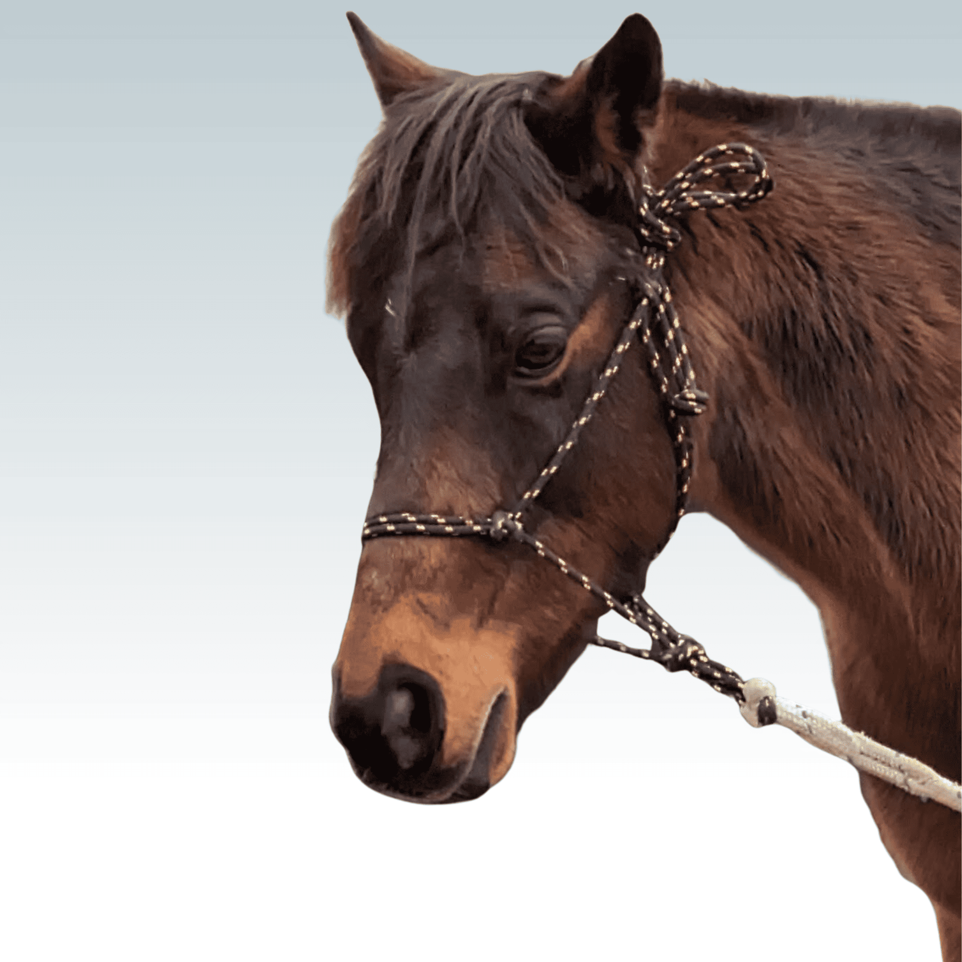 Astro the Australian Saddle Pony